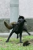 squirrel3.jpg image by Sphinxfeather