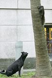 squirrel4.jpg image by Sphinxfeather